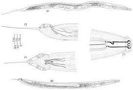 Представитель Семейства Odontorhabditidae